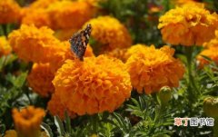 【植物】秋冬最好种的香草植物：芳香万寿菊、金莲花、莳萝