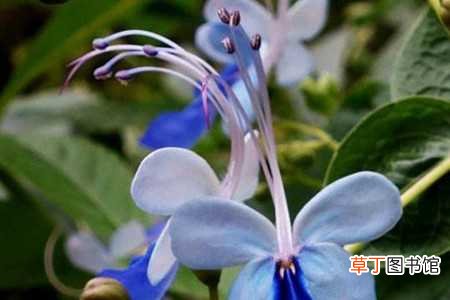 【养护方法】蓝蝴蝶如何养：养护方法，养殖技巧