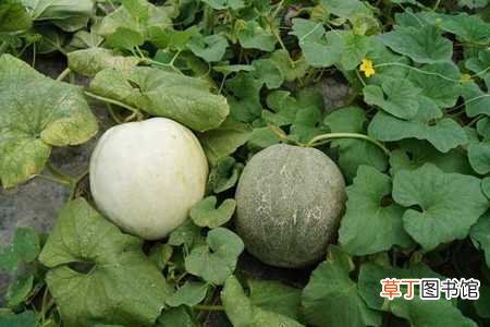 【香瓜】香瓜的养殖方法：养护方法，养殖技巧