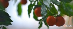 【养殖方法】乌柿的养殖方法和注意事项：养殖技巧，问题诊疗