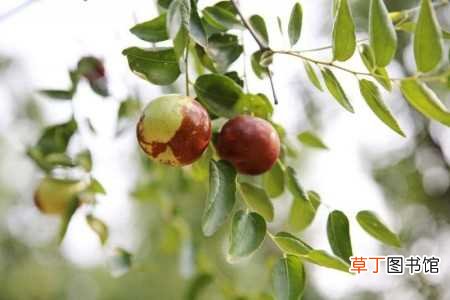 【枣树】院内外适合种枣树吗：适合种植，种植的好处
