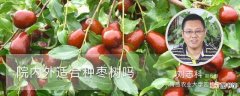 【枣树】院内外适合种枣树吗：适合种植，种植的好处