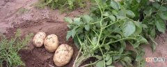 【养护】怎么养土豆：养护方法，养殖技巧