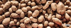 【养殖】山药豆的养殖方法和注意事项：养护方法，养殖技巧