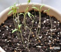 扦插和播种法/扦插繁殖生根最快 【繁殖】天竺葵怎么繁殖，天竺葵快速生根法