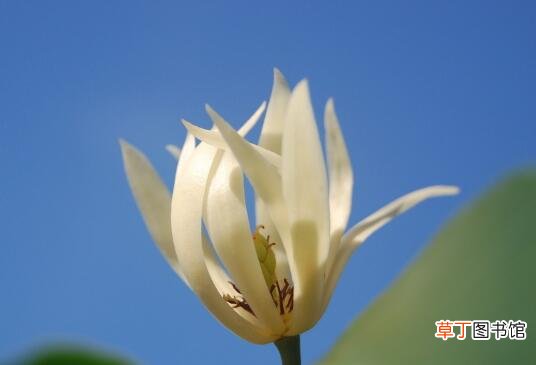 【繁殖】白兰花怎么繁殖，白兰花的繁殖方法/压条嫁接较常用