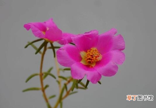 【开花】太阳花什么时候开花，太阳花的花期多久/5-11月花期7个月