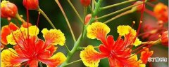 【花】凤凰花的养殖方法和注意事项：养护方法，养殖技巧