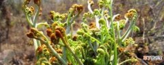 【养殖】蕨菜的养殖方法和注意事项：养护方法，养殖技巧