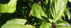 【植物】香草植物的养殖方法：养护方法，养殖技巧
