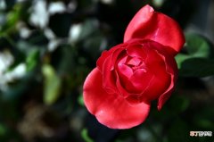 【玫瑰花】红玫瑰花女人图片