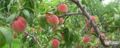 【桃】水蜜桃的养殖方法和注意事项：养护方法，养殖技巧