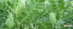 【养殖方法】鹰嘴豆的养殖方法和注意事项：养护方法，养殖技巧