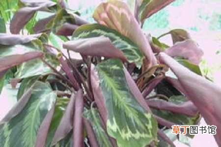 【养殖】彩虹竹芋的养殖方法：养护方法，养殖技巧
