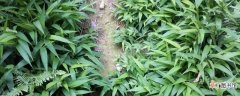 【养殖】淡竹叶的养殖方法：养殖技巧，问题诊疗
