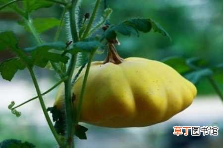 【养殖方法】飞碟瓜的养殖方法：养护方法，养殖技巧