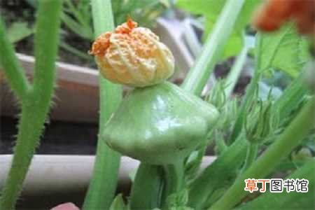 【养殖方法】飞碟瓜的养殖方法：养护方法，养殖技巧