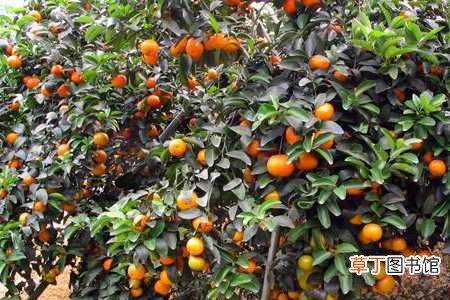 【养护方法】柑橘如何养：养护方法，养殖技巧