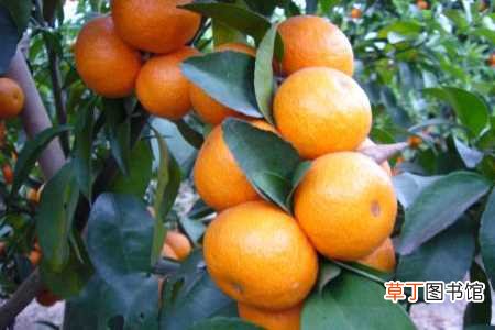 【养护方法】柑橘如何养：养护方法，养殖技巧