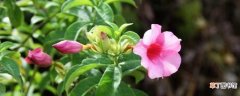 【养殖】紫蝉花的养殖方法和注意事项：养护方法，养殖技巧