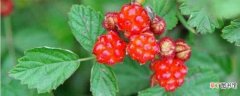 【养殖方法】茅莓的养殖方法和注意事项：养护方法，养殖技巧