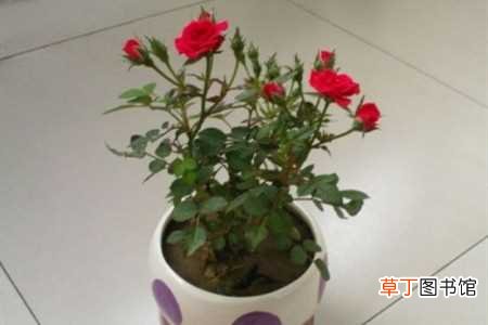 【种植】玫瑰老根种植方法：种植方法，种植养护