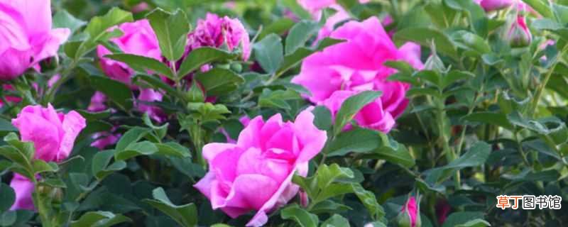 【种植】玫瑰老根种植方法：种植方法，种植养护