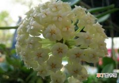 【兰花】球兰花养几年开花，球兰花的花期多长/2-3年开/花期4-6月
