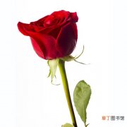 【图片】玫瑰花单只图片唯美