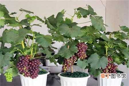 【葡萄】如何种植葡萄：选地，购苗
