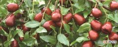 【树】枣树的养殖方法和注意事项：养护方法，养殖技巧