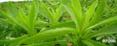 【养殖方法】甜叶菊的养殖方法和注意事项：养护方法，养殖技巧