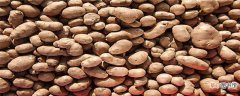 【种植】山药豆种植方法与时间：种植方法，种植时间