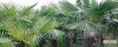 【养殖】棕榈的养殖方法和注意事项：养护方法，养殖技巧