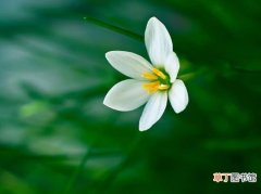 【花期】葱兰什么时候开花，葱兰的花期养护/7月开花/花期3个月