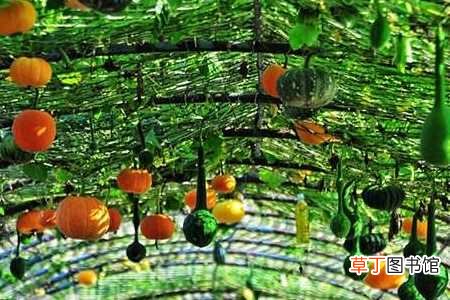 【养殖方法】观赏南瓜的养殖方法和注意事项：养护方法，养殖技巧