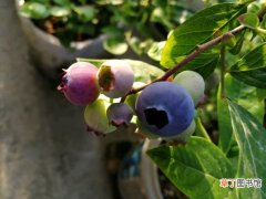 【开花】蓝莓储冷量不足的表现|开花不结果