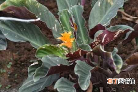【养殖】黄苞竹芋的养殖方法和注意事项：养护方法，养殖技巧