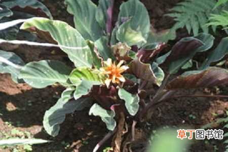 【养殖】黄苞竹芋的养殖方法和注意事项：养护方法，养殖技巧