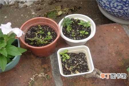 【木瓜】刚吃的木瓜籽怎么种植：清洗种子，准备花盆