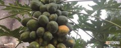 【木瓜】刚吃的木瓜籽怎么种植：清洗种子，准备花盆
