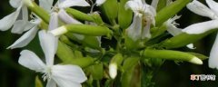 【养殖】肥皂草的养殖方法和注意事项：养护方法，养殖技巧