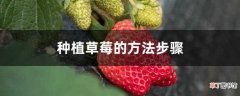 【草莓】种植草莓的方法步骤