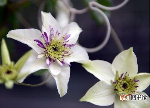 【开花】铁线莲几月开花，铁线莲花期多长/6-9月花期4个月