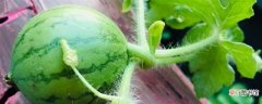 【种植】西瓜种植技术，西瓜什么时候种