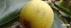 【养殖】枇杷果的养殖方法：土壤，温度