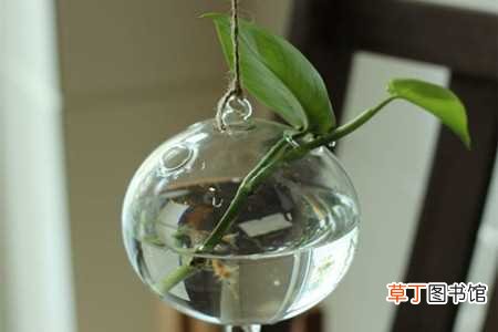 【植物】如何种水培植物：玻璃瓶水培，手提玻璃瓶与木炭