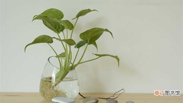 【植物】如何种水培植物：玻璃瓶水培，手提玻璃瓶与木炭