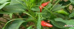 【方法】种辣椒的方法和技术：种植时间，准备种子