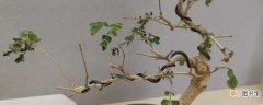 【树】小对节白蜡怎么造型：锯树枝，拉枝条